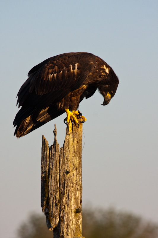 Juvenile Bald Eagle